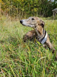 Galgo-Hunde aus Spanien/Portugal: Anders, sanft, traumatisiert – und wunderbar