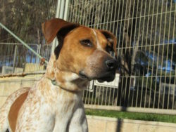 🇪🇸 ALEX – Bretonen Mischling