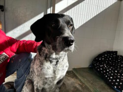 🇪🇸 BETO – aktiver Kurzhaar-Mix, kinderlieb und aktiv sucht Zuhause