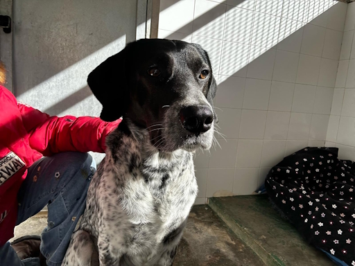 🇪🇸 BETO – aktiver Kurzhaar-Mix, kinderlieb und aktiv sucht Zuhause