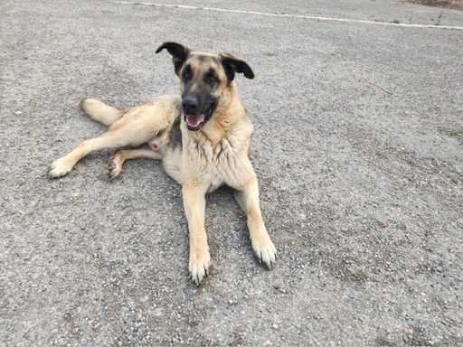 Adoption mit Herz: 🆘 🇪🇸 BRUNO sucht Zuhause für OP & Heilung