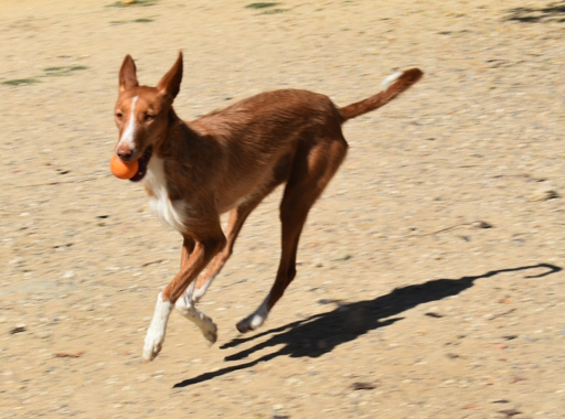 CANDELA hat ihr Zuhause gefunden – sanfte Podenco-Hündin vermittelt