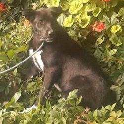 Zuhause gesucht für 🇪🇸 FERRERO – Schäferhundmischling mit großem Herz