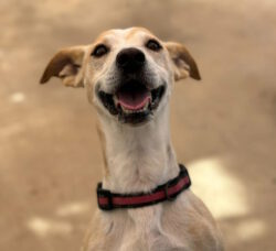 🇩🇪 GOYO – *RESERVIERT*