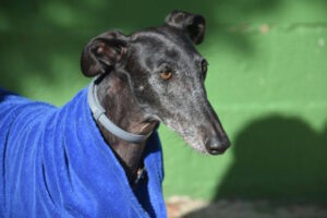 MILAGROS (Nina) ist adoptiert – ihr wundervolles Galga-Leben beginnt