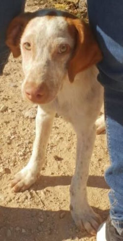 🇪🇸 NIMBUS verträglicher Junghund – sozial, verspielt, bereit zur Adoption