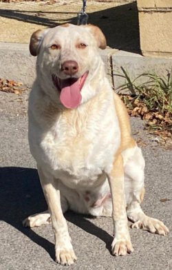 Zuhause gesucht für 🇪🇸 ODIN – großer, freundlicher Familienhund