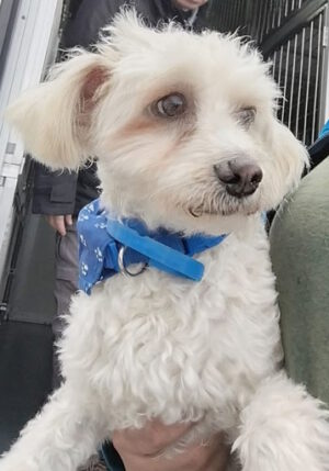 PICCI ist adoptiert – kleine Pfote, großes Familienglück