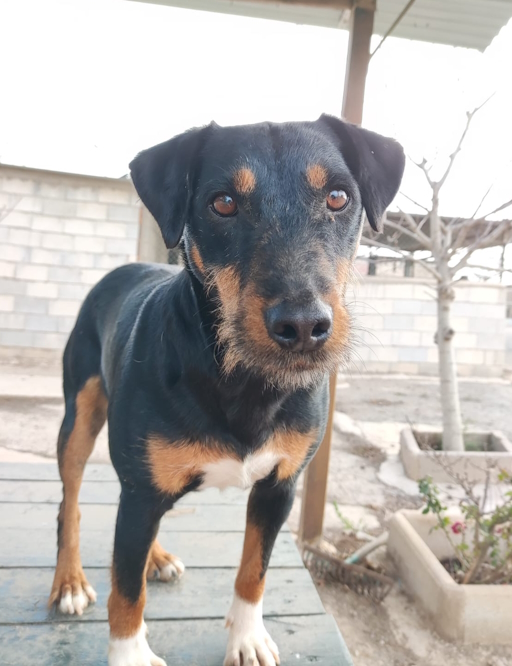 🇪🇸 TANQUE – anhänglicher Jagdterrier-Mix sucht sein Abenteuer-Zuhause