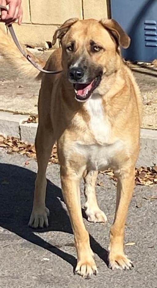 Zuhause gesucht für 🇪🇸 THOR – großer, freundlicher Familienhund