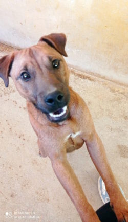 Junghund 🇪🇸 BOMBON aus Spanien sucht liebevolles Zuhause