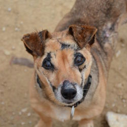 🆘 🇪🇸 PANCHO – *RESERVIERT*