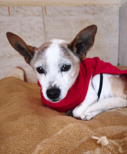 🆘 🇪🇸 PAYO – 12-jähriger Tierschutz-Hund aus Spanien sucht Familie