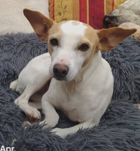 Tierschutz-Hund ELSA ist vermittelt – ihre Reise endet im Happy End