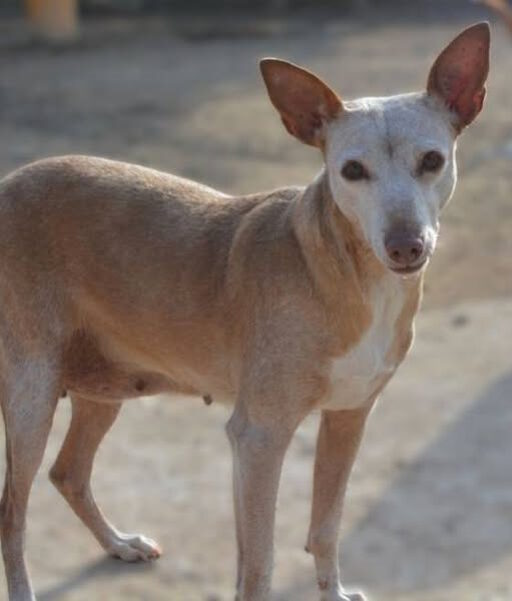 🇪🇸 FLORA – vom Zucht-Albtraum zur Suche ins Familienglück