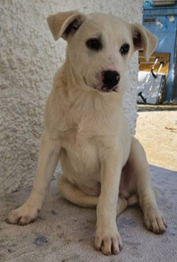 🇵🇹 RAYO – gerettete Welpe aus Vernachlässigung, jetzt auf Familiensuche