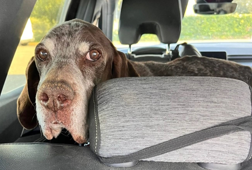 SAM ist vermittelt – ein Happy End für unser Großväterchen