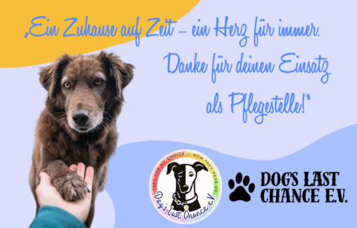 PFLEGESTELLE für Tierschutz-Hunde werden – ein Zuhause auf Zeit