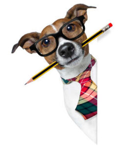 KONTAKT zum Tierschutzverein – wir sind für dich da!