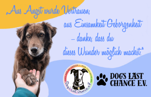 ZUHAUSE GEFUNDEN – Die Erfolgsgeschichten unserer Fellnasen!