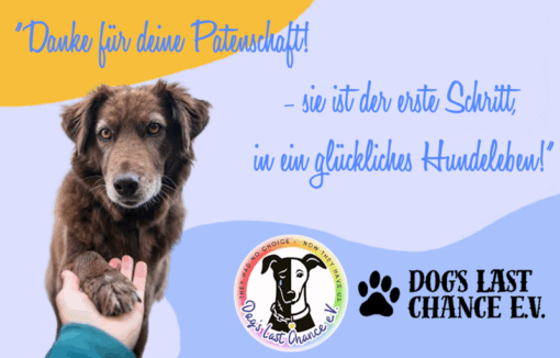 PATENSCHAFT für Tierschutz-Hunde – nachhaltig helfen