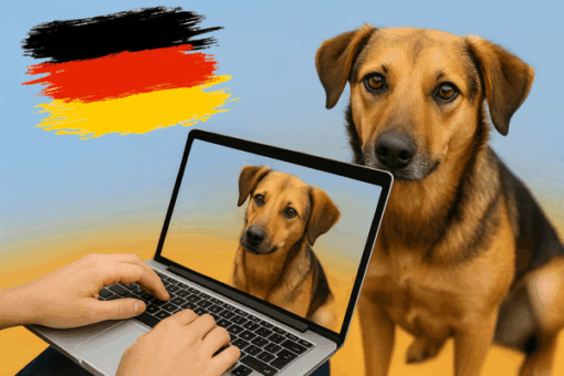 Hunde in DEUTSCHLAND 🇩🇪 – unsere Hunde auf PFLEGESTELLEN zur VERMITTLUNG