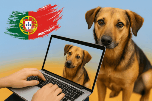 Hunde in PORTUGAL 🇵🇹 – unsere Tierschutz-Hunde zur VERMITTLUNG